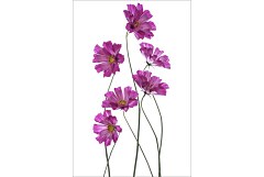 Tapeta na dvere 6812